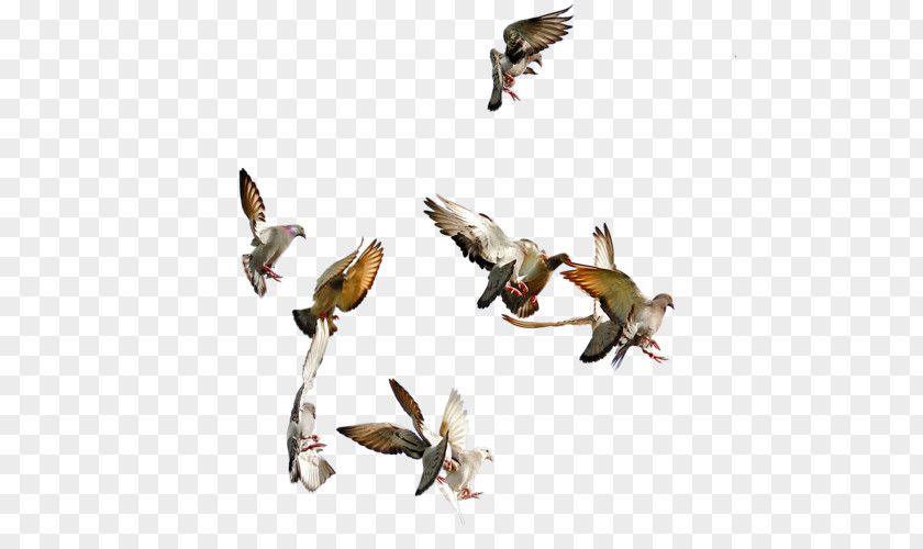 Bird Columbidae Typical Pigeons PNG