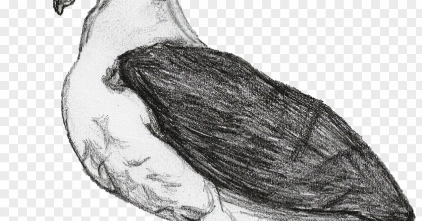 Blackbrowed Albatross Homo Sapiens Jaw Figure Drawing Sketch PNG
