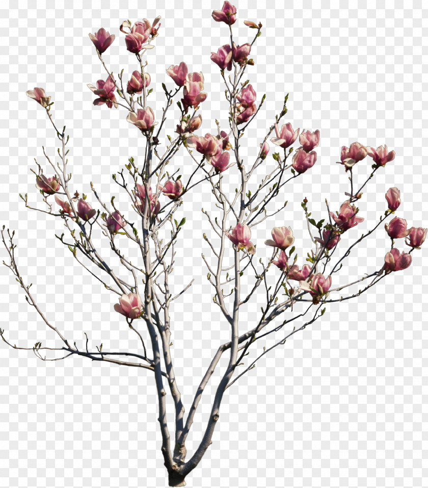 Bushes Tree Stencil Painting PNG