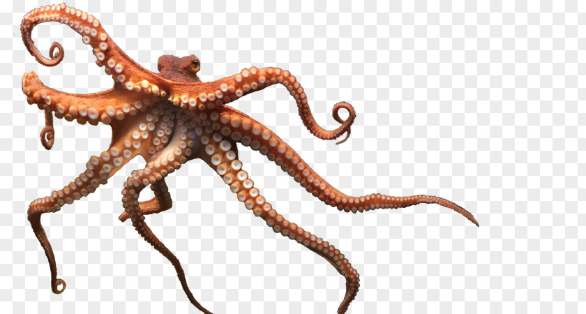 Enteroctopus Dofleini Clip Art PNG