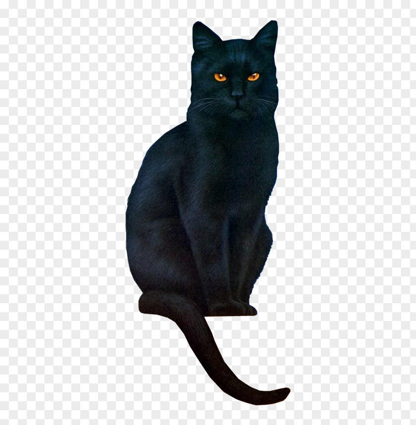 Kitten Maine Coon Black Cat Clip Art PNG