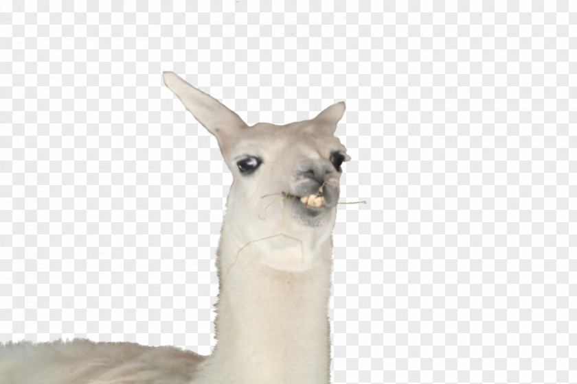 Llamas Llama Ola K Ase YouTube PNG