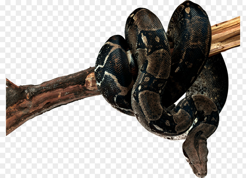 Serpiente Snake Reptile Boa Constrictor Frog PNG