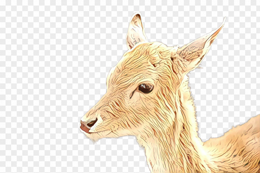 Snout Wildlife Fawn Ear Drawing PNG