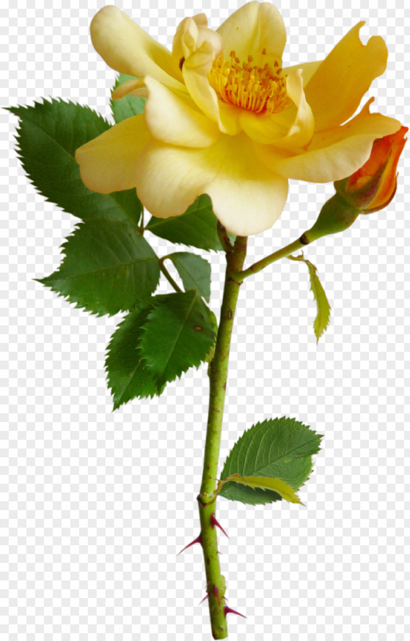 White Rose Garden Roses Rosa Chinensis Flower Clip Art PNG