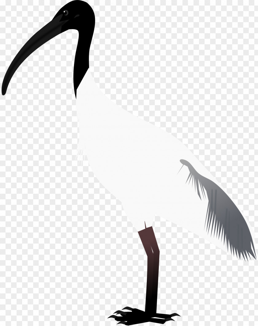 Bird Beak Goose Crane Cygnini PNG
