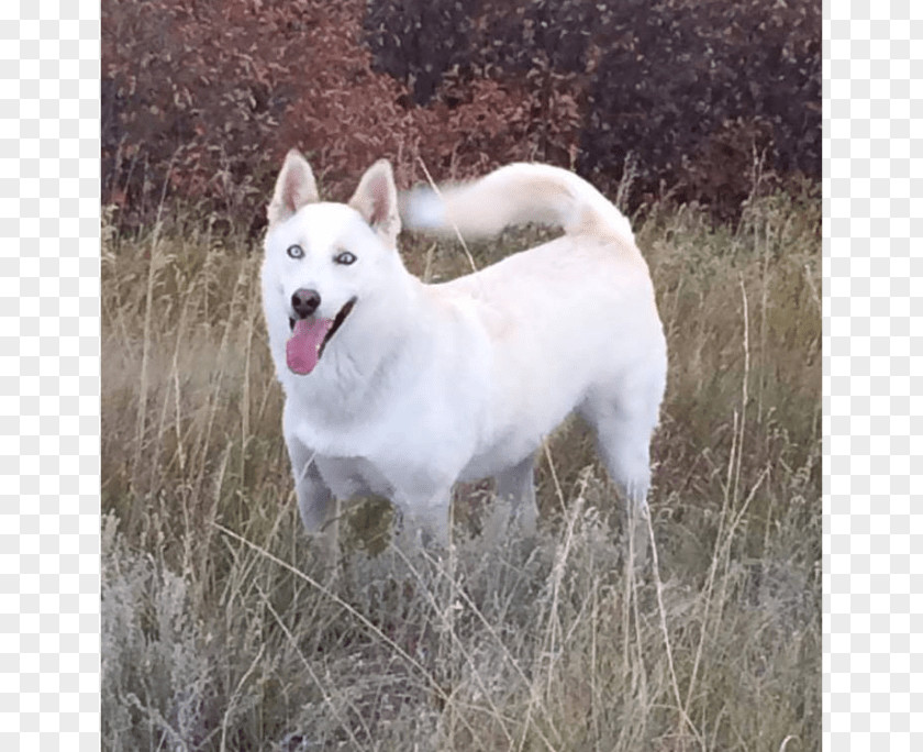 Corgi Puppy Dog Breed Siberian Husky East Laika West Canaan PNG