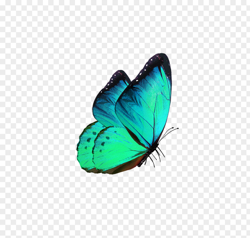 Fantasy Butterfly Transparency And Translucency Phengaris Alcon PNG