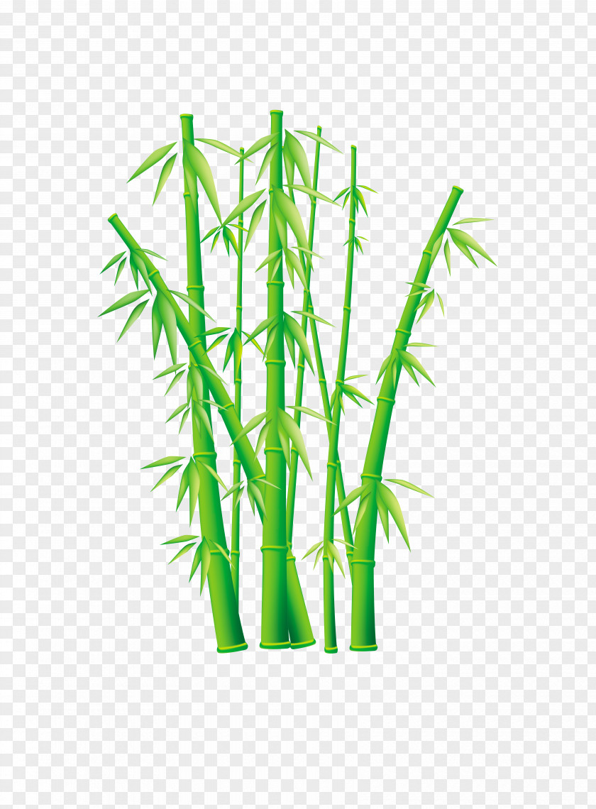 Green Bamboo Bambusodae Free Content Clip Art PNG