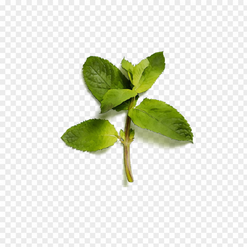 Herbalism Leaf Peppermint PNG
