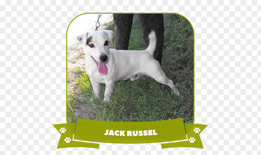 Jack Russel Dog Breed Pyrenean Shepherd Australian German Pinscher Miniature PNG