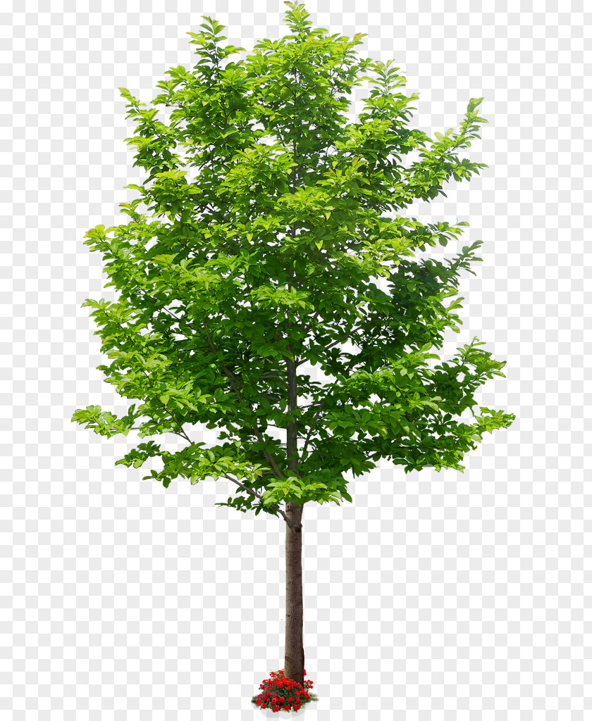 Planetree Family Plant Stem Tree Background PNG