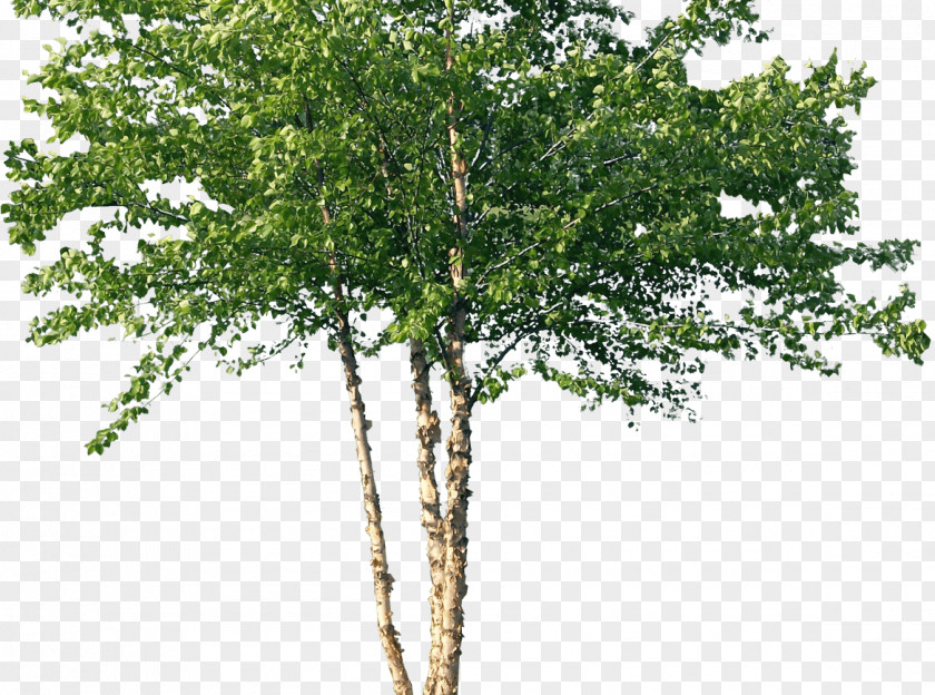 Russian Tree River Birch Woody Plant Forest PNG