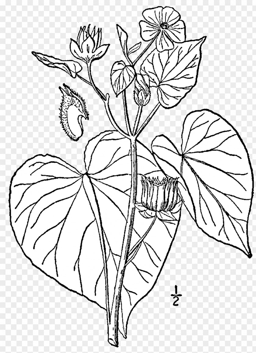 Abutilon Theophrasti Drawing Jute Weed Garden PNG