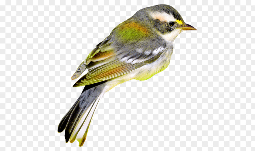 Bird Clip Art PNG