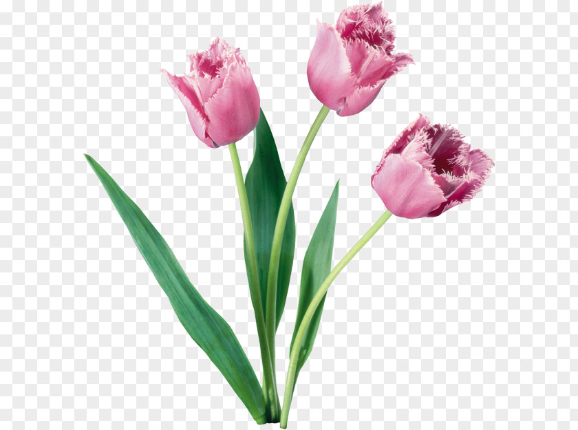 Flower Tulip Desktop Wallpaper PNG