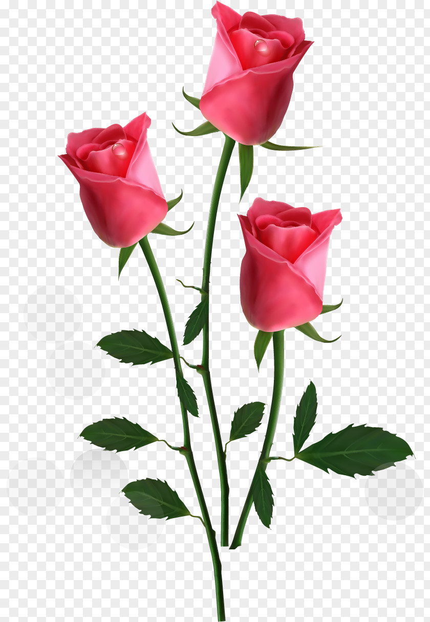 Rose Flower Pink Clip Art PNG