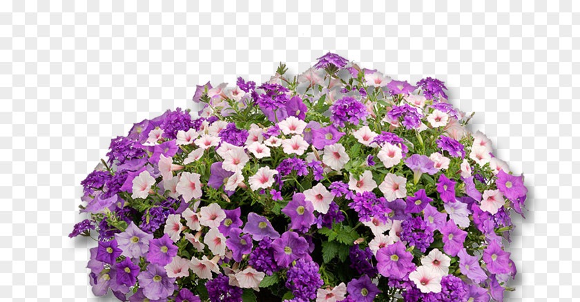 Surfinia Petunia Fertilisers Annual Plant Fertilisation PNG