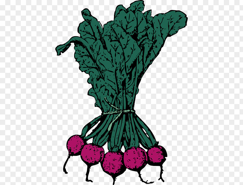 Vegetable Beetroot Sugar Beet Clip Art PNG