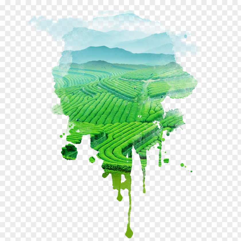 Refreshing Tea Field Free Pictures Garden CorelDRAW PNG