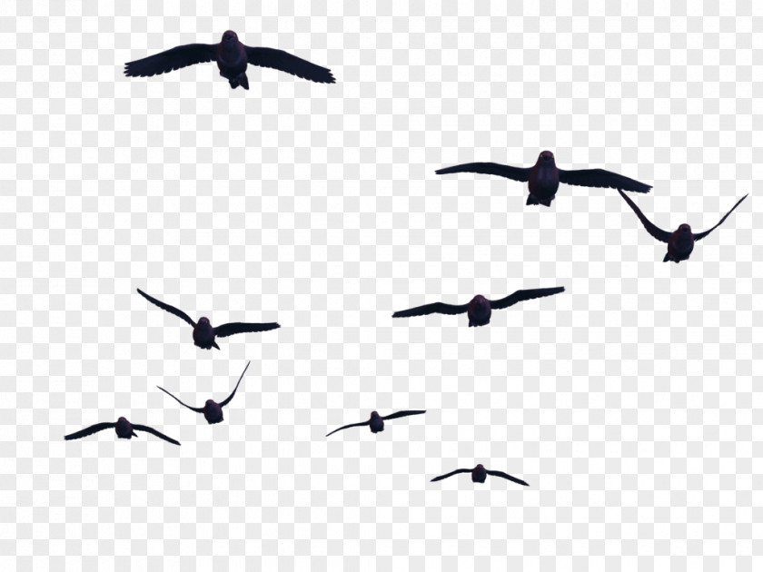 Wing Animal Migration Bird PNG