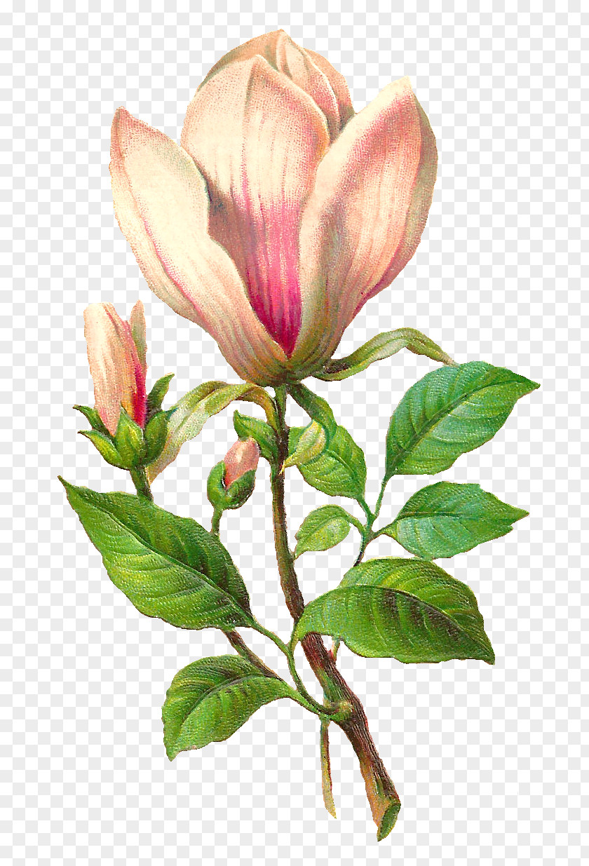 Botanical Flower Botany Illustration Clip Art PNG