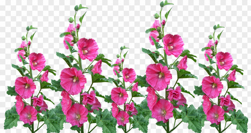 Flower Garden Hollyhock Floral Design PNG