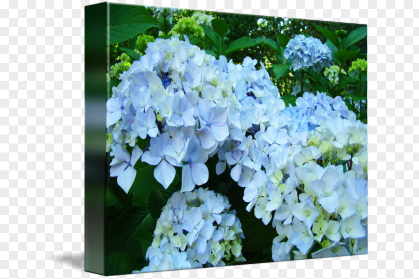 Hydrangea Cut Flowers Floral Design Blue Art PNG