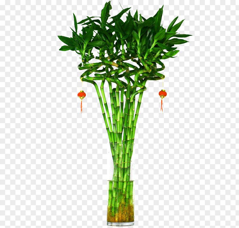 Rich Bamboo Water Culture Lucky Tree Plant Hydroponics PNG