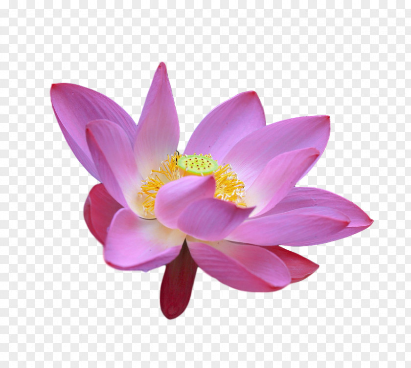 Sacred Lotus Close-up Magenta Telekom Lotus-m PNG