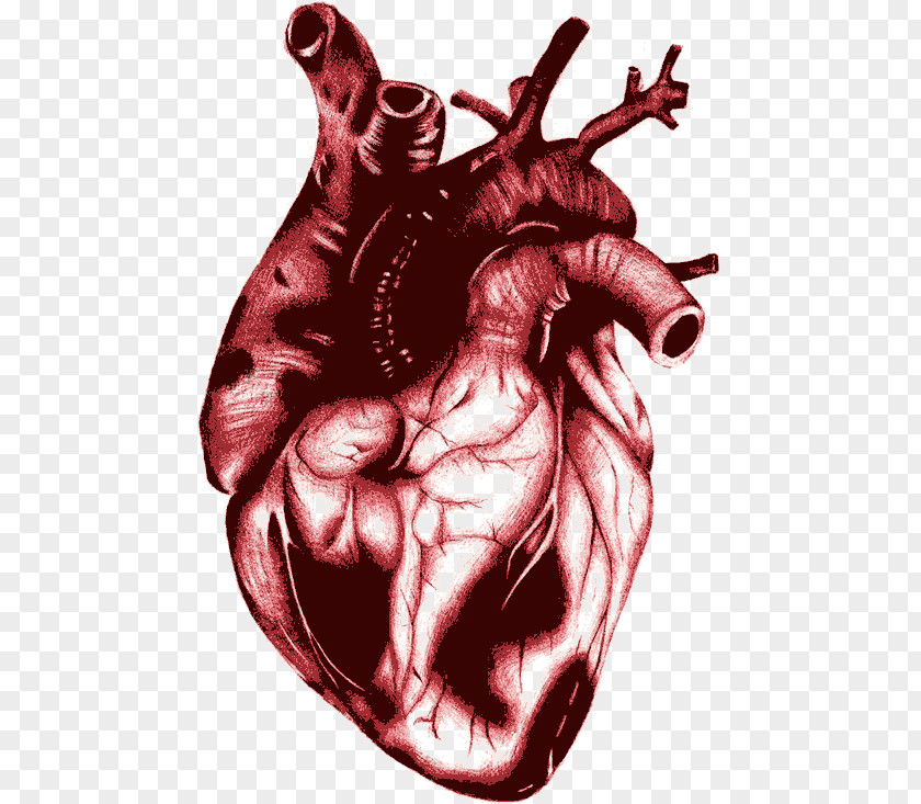 Scarlet Heart Blood Euclidean Vector PNG