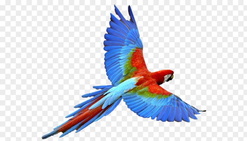 Bird Logo Samples Parrot Budgerigar PNG
