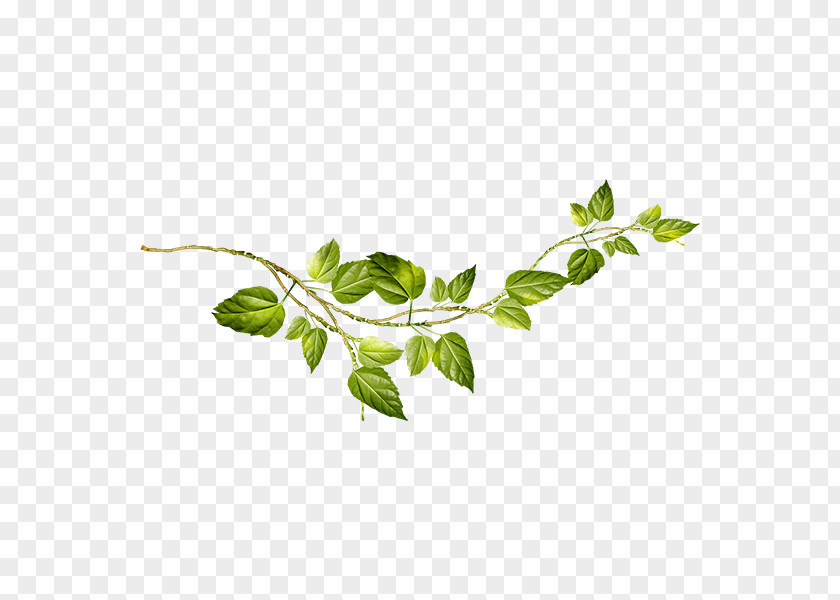 Creative Green Vines PNG green vines clipart PNG