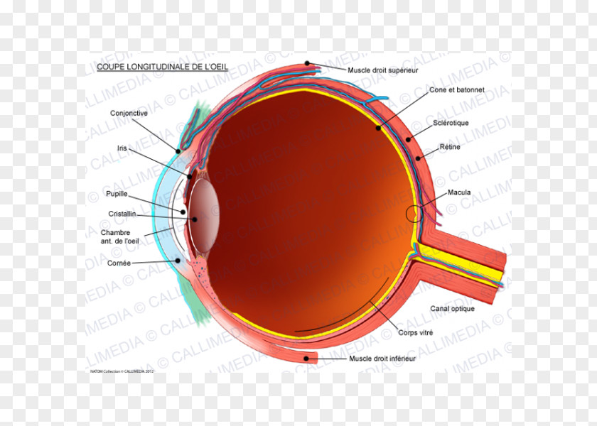 Eye Human Conjunctiva Anatomy Sagittal Plane PNG