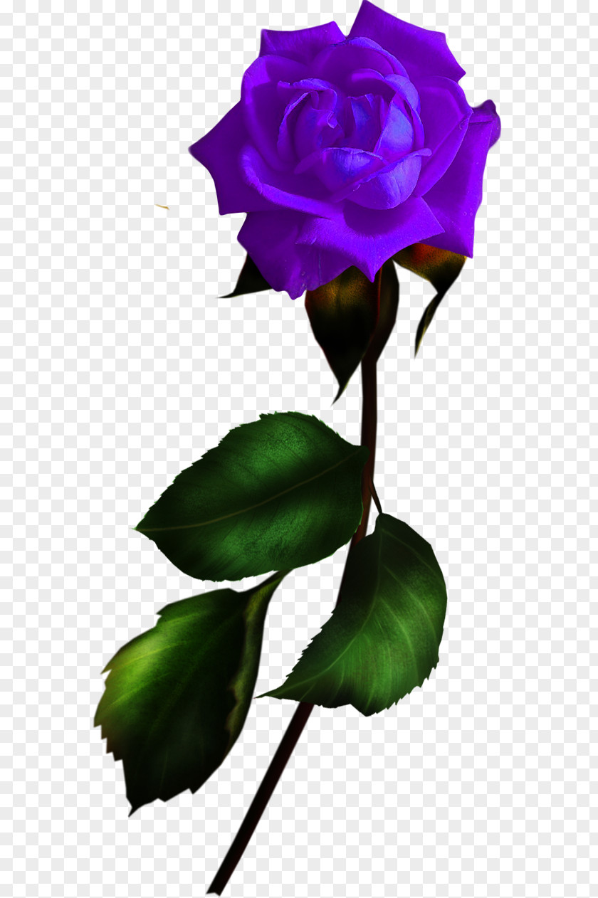 Flower Garden Roses Blue Rose Rosa Gallica PNG