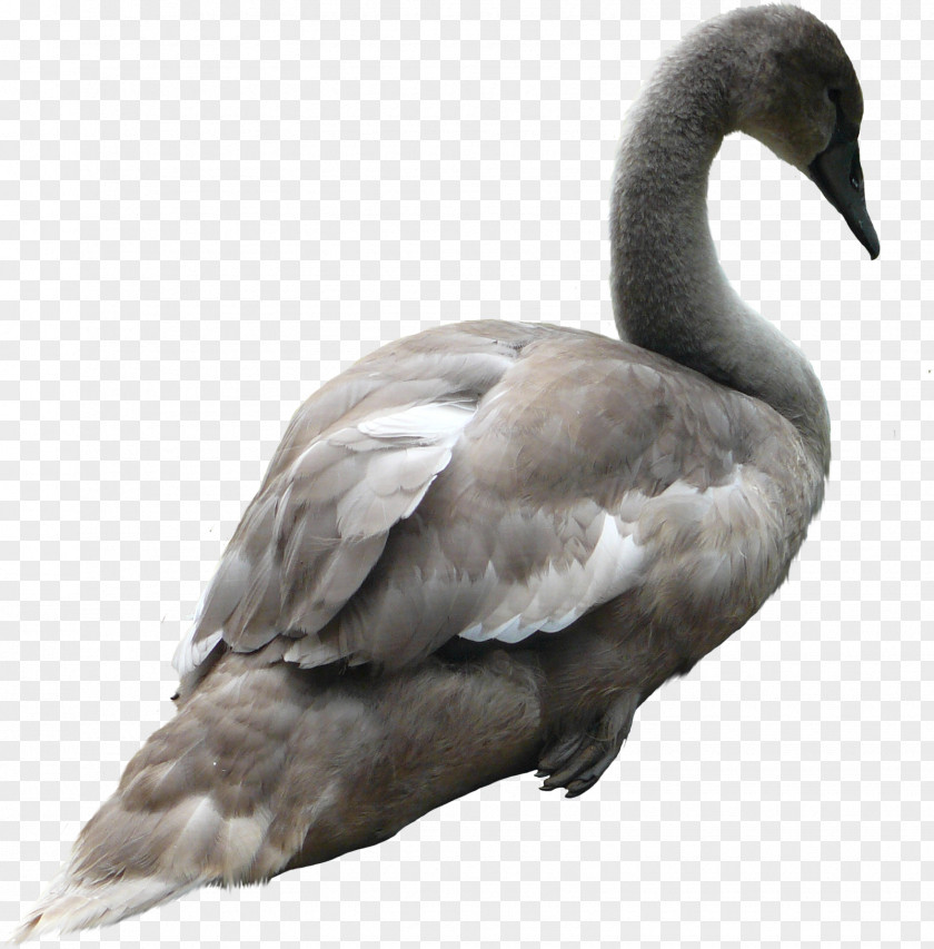 Goose Cygnini PhotoScape PNG
