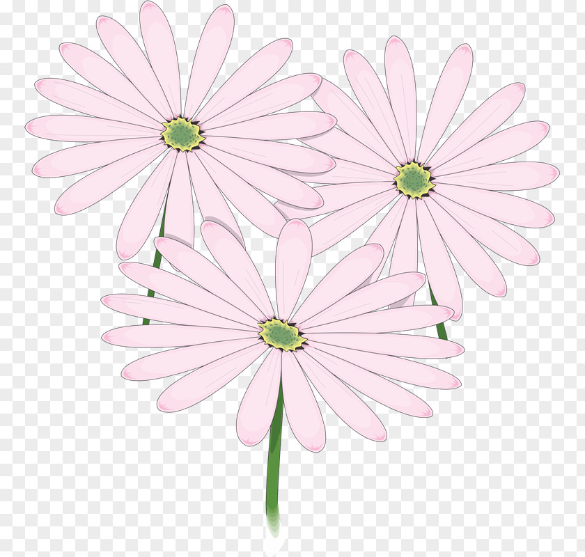 Kilometre Common Daisy Floral Design Chrysanthemum Flower Oxeye PNG