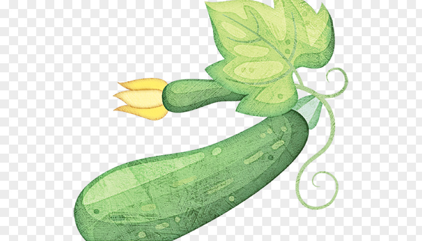 Luffa Cucumber Leaf Plant Vegetable Legume Zucchini PNG