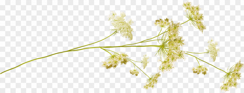 Small Flowers Flower Desktop Wallpaper Plant Stem PNG