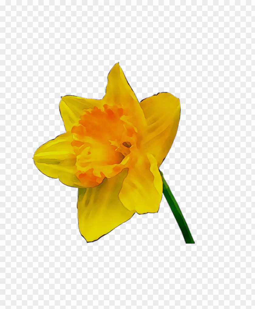 Yellow Narcissus PNG
