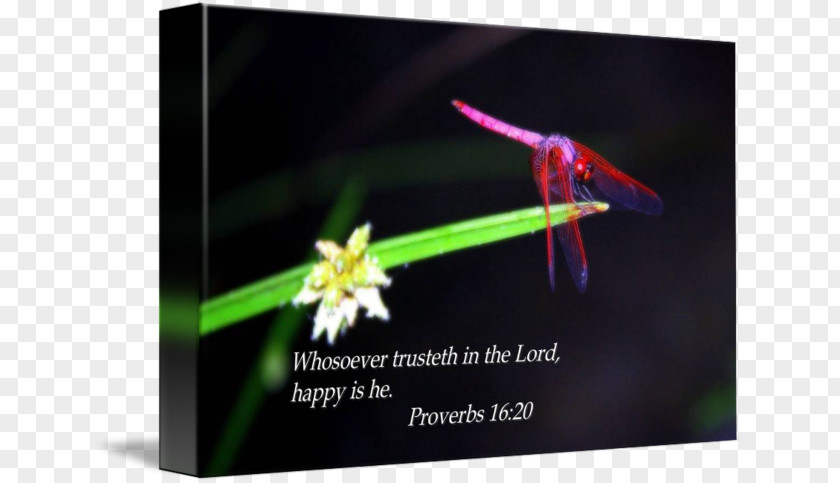 Bible Verses Insect Pollinator Advertising PNG