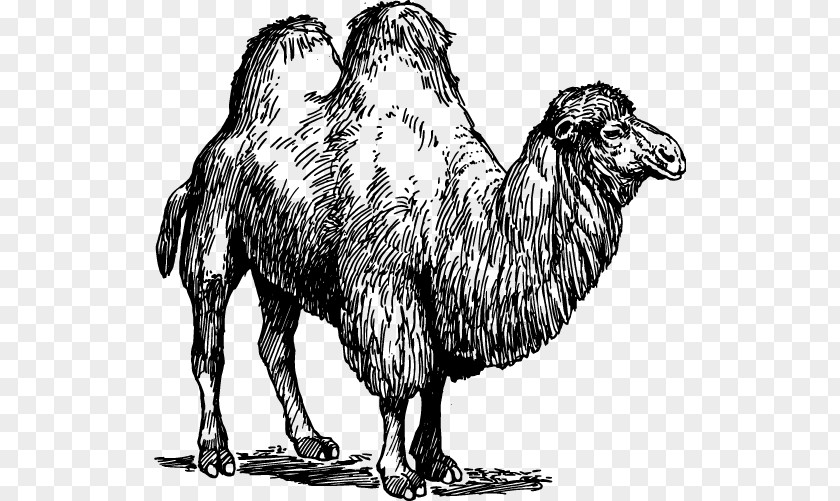 Camel Dromedary Bactrian United States Sheep Common Ostrich PNG
