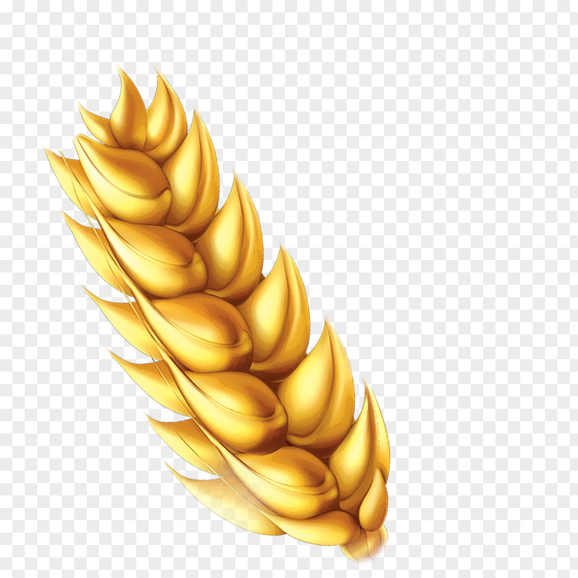 Gold Wheat Breakfast Cereal Chocapic Ear PNG