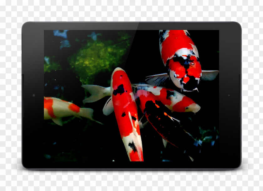 Koi Android Download PNG