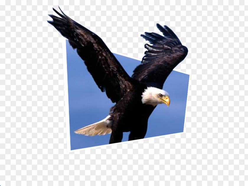 Bird Bald Eagle Desktop Wallpaper White-tailed PNG