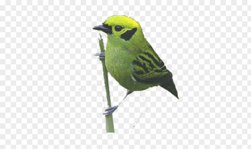 Cartoon Bird Green Parrot Finch PNG