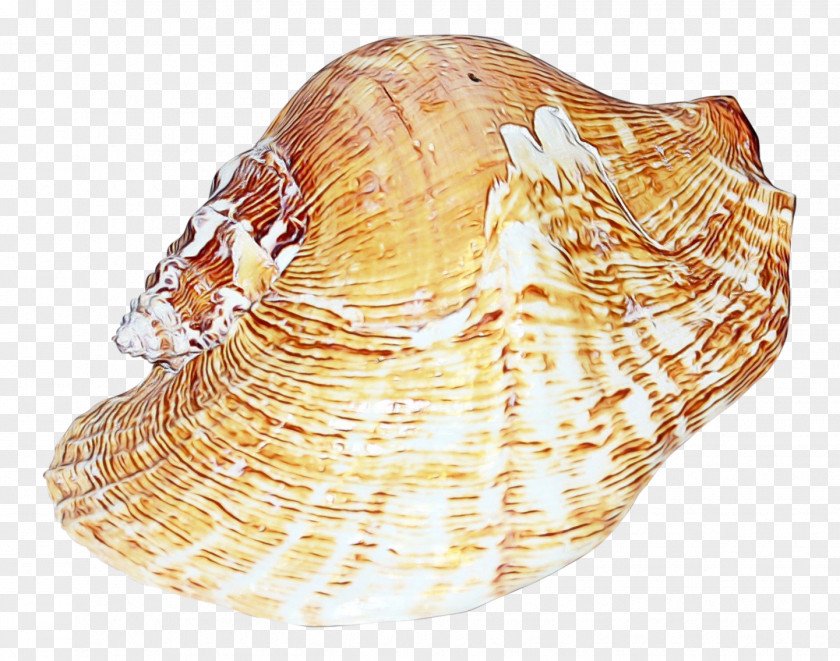 Clam Sea Snail Cartoon PNG