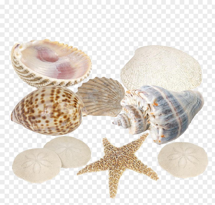 Cute Seashell Animal Image Cockle Desktop Wallpaper PNG