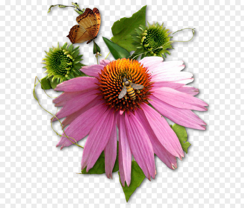 Flower Common Daisy Clip Art PNG