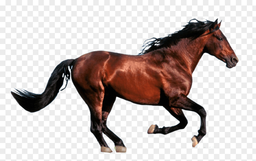 Image Mustang Clip Art Horse PNG